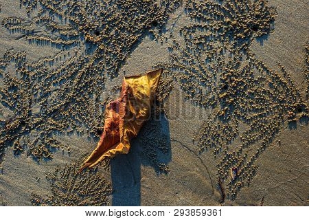 Leaves On Crab,ocypode ,wind Crab Are On The Sand Art With Sunset.