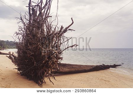 The Roots Of A Giant Fallen Tree On The Beach. Uprooted Trees At Wandoor Beach As A Result Of 2004 I