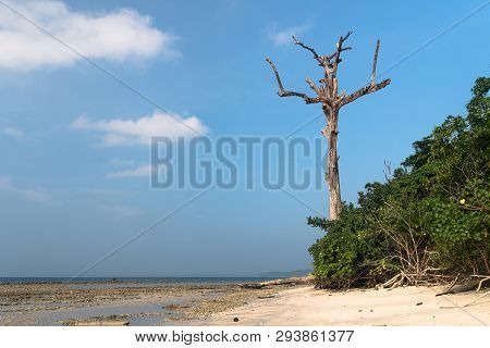 Stunning View Of Havelock Island Beach, Beautiful Tree In The Sea Water, Andaman Nicobar Islands.