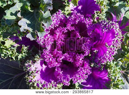Natural Immage Of A Pink And Green Bush