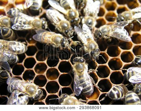 A Dense Cluster Of Swarms Of Bees In The Nest. Working Bees, Drones And Uterus In A Swarm Of Bees. H