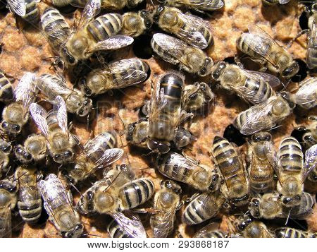 Bees Crawl Around Capping Brood In Brood Chamber. Newborn On Bee Wax Drawn Comb With Honey And Ambro