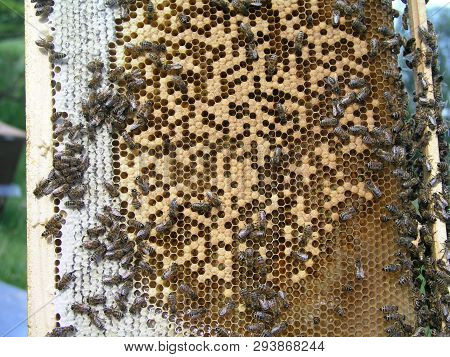 Bees Crawl Around Capping Brood In Brood Chamber. Newborn On Bee Wax Drawn Comb With Honey And Ambro