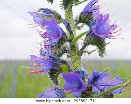 Echium Vulgare, Viper's Bugloss, Blueweed. Collect Pollen In The Meadow. Detailed Image Of The Bee C