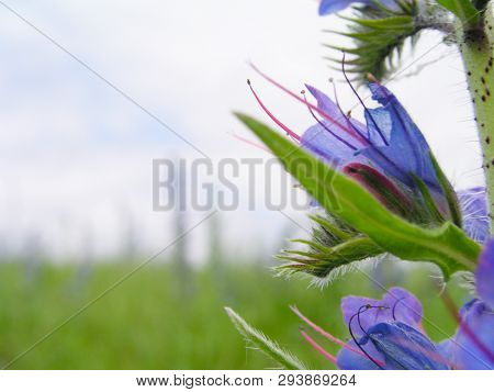 Echium Vulgare, Viper's Bugloss, Blueweed. Collect Pollen In The Meadow. Detailed Image Of The Bee C