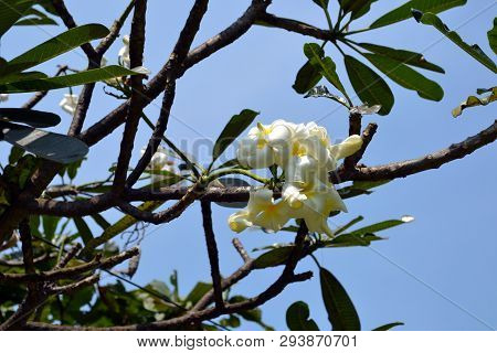 Beautiful Yellow Plumeria Flower Blossoms On The Tree With The Bright Blue Sky Background. Photo Mad