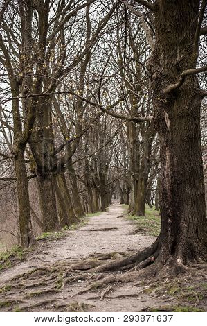 The Trodden Path In A Mysterious Mystical Place And The Tall Old Trees