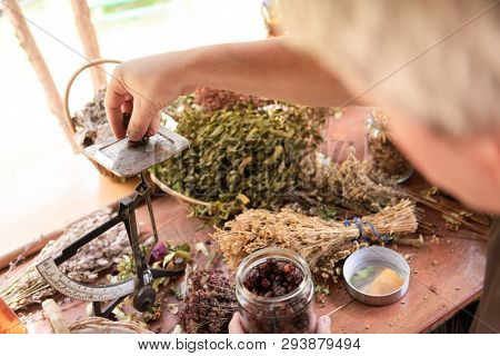 herbalist gardender  small business owner picking gathering fresh herbs for alternative medicine tea and poutting on balance