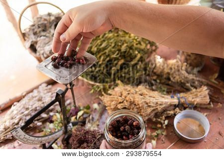 herbalist gardender  small business owner picking gathering fresh herbs for alternative medicine tea and poutting on balance