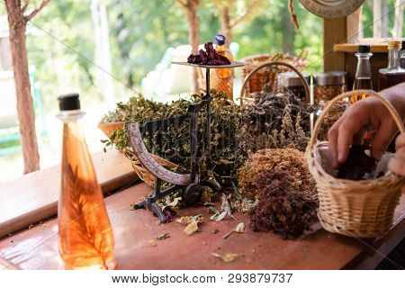 herbalist gardender  small business owner picking gathering fresh herbs for alternative medicine tea and poutting on balance