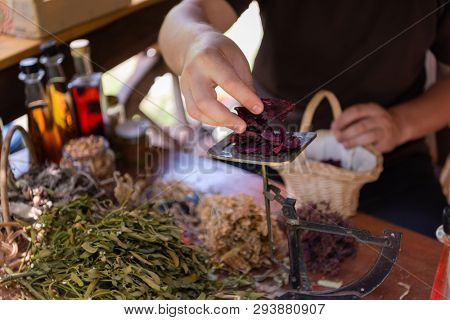 herbalist gardender  small business owner picking gathering fresh herbs for alternative medicine tea and poutting on balance