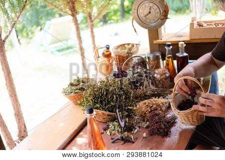 herbalist gardender  small business owner picking gathering fresh herbs for alternative medicine tea and poutting on balance
