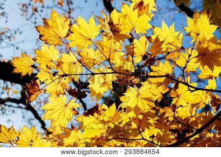 Yellow Glowing Maple Leaves - Chugushi, Nikko, Japan