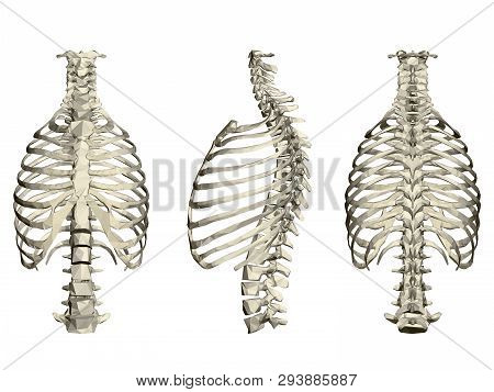 Set With Human Ribcage And Spine. 3d. Front, Side And Rear View. Vector Illustration