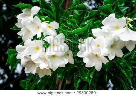 Plumeria Pudica Jacq On Tree In Garden