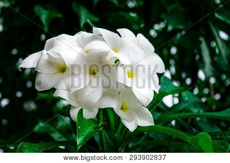 Plumeria Pudica Jacq On Tree In Garden