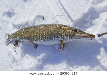 Freshly Caught Pike Lying On The Snow
