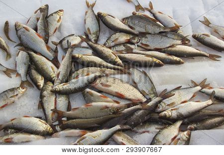 Freshly Caught Fish Lying On The Snow