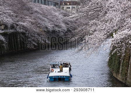 April 02, 2019, Tokyo, Japan - Visitors On A Boat Enjoy The View Of Cherry Blossoms Along Nakameguro