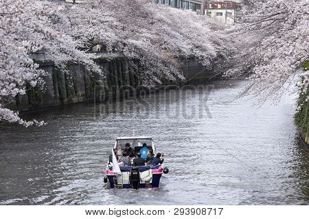 April 02, 2019, Tokyo, Japan - Visitors On A Boat Enjoy The View Of Cherry Blossoms Along Nakameguro
