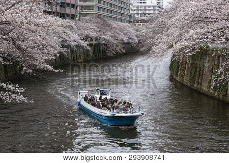 April 02, 2019, Tokyo, Japan - Visitors On A Boat Enjoy The View Of Cherry Blossoms Along Nakameguro