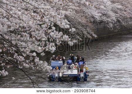 April 02, 2019, Tokyo, Japan - Visitors On A Boat Enjoy The View Of Cherry Blossoms Along Nakameguro