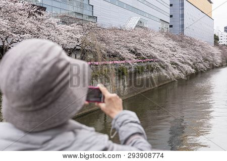 April 02, 2019, Tokyo, Japan - A Woman Takes A Picture Of Cherry Blossoms In Nakameguro River.