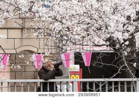April 02, 2019, Tokyo, Japan - A Man Takes A Picture Of Cherry Blossoms In Nakameguro River.