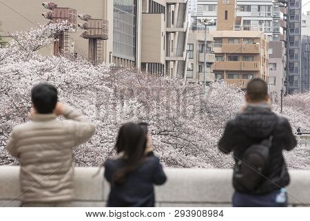 April 02, 2019, Tokyo, Japan - Visitors Enjoy The Cherry Blossoms In Nakameguro River.