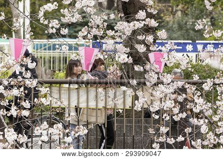 April 02, 2019, Tokyo, Japan - Visitors Enjoy The Cherry Blossoms In Nakameguro River.