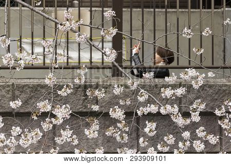 April 02, 2019, Tokyo, Japan - A Woman Takes A Picture Of Cherry Blossoms In Nakameguro River.