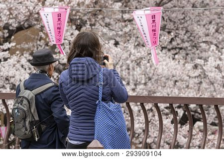 April 02, 2019, Tokyo, Japan - A Woman Takes A Picture Of Cherry Blossoms In Nakameguro River.
