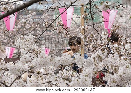 April 02, 2019, Tokyo, Japan - A Man Takes A Picture Of Cherry Blossoms In Nakameguro River.
