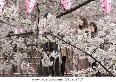 April 02, 2019, Tokyo, Japan - Visitors Enjoy The Cherry Blossoms In Nakameguro River.