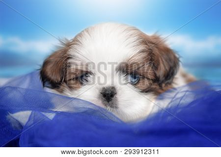 Puppy Breed Shitsu With Tribal Marriage, Eye Color Is Different.one Blue, One Brown.