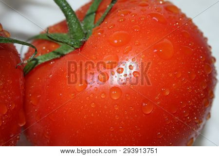 Red Ripe Tomatoes On A Green Branch Hang Down