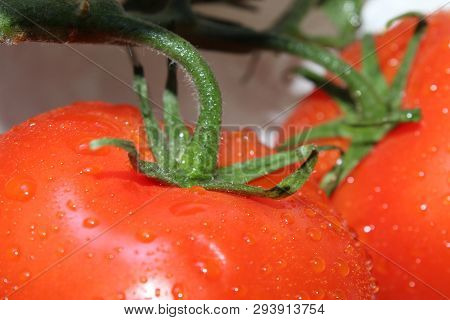 On The Green Branch Hanging Red Ripe Tomatoes Closeup