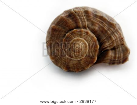 Shell barevná spirála