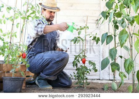 Man In Vegetable Garden Sprays Pesticide On Leaf Of Tomato Plants, Care Of Plants For Growth Concept