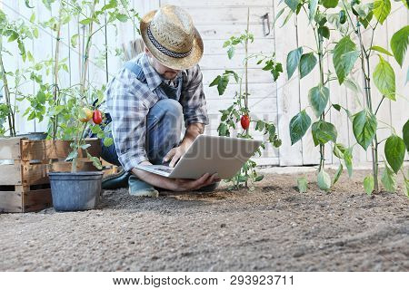 Man In Vegetable Garden With Laptop Computer, Internet Gardening Equipment Search And Care Of Plants