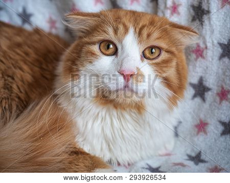 The Head Of An Adult Red With A White Cat, Shot From Close Range