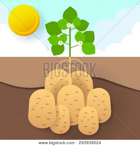 Sweet Potatoes In The Garden Eps 10 Vector Stock Illustration