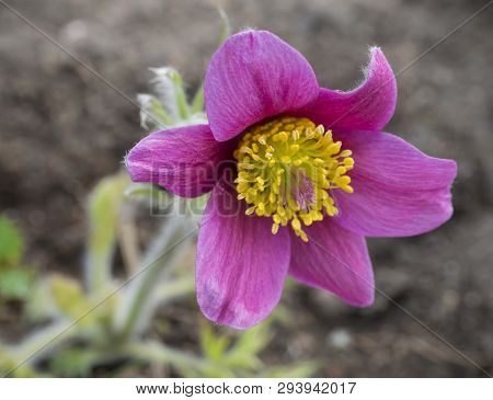 Beatiful Close Up Pulsatilla Pratensis. Purple Violet Flower Bud Small Pasque Flower, Prairie Crocus
