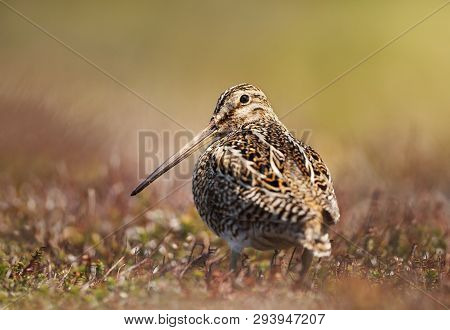Close Up Of A South American Snipe In Wetlands
