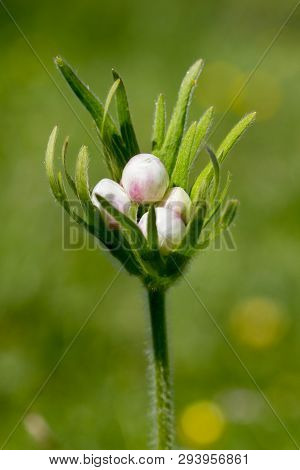 Alps Flora: Narcissus Anemone Buds Or Narcissus-flowered Anemone