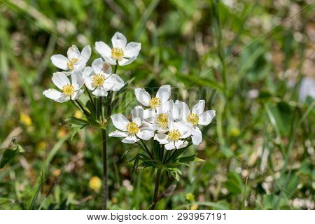 Alps Flora: Narcissus Anemone Or Narcissus-flowered Anemone
