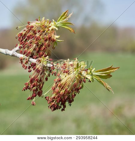 Close-up Of A Blossoming Box Elder Maple (acer Negundo) In Spring