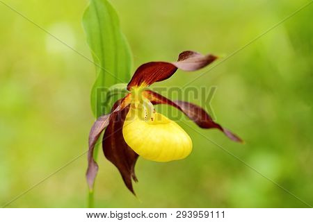 One Beautiful Yellow Orchid With Green Natural Background