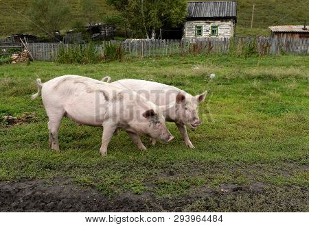 Pigs In The Vicinity Of The Village Generalka Altai Territory