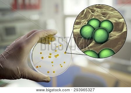 Colonies Of Micrococcus Luteus Bacteria On Agar Plate And Close Up View Of Micrococci Bacteria, Phot